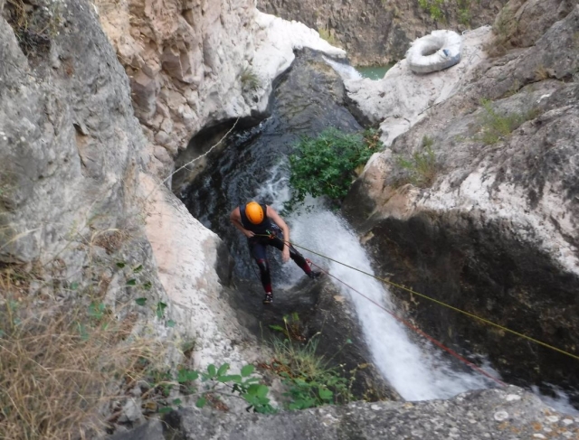  rappelling in a fig tree 